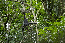 White-bellied Spider Monkey (Ateles belzebuth) climbing down tree, Yasuni National Park, Amazon, Ecuador
