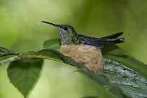 White-necked Jacobin (Florisuga mellivora) hummingbird female on nest, Yasuni National Park, Amazon, Ecuador