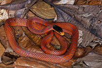 Yellow-headed Calico Snake (Oxyrhopus formosus), Yasuni National Park, Amazon, Ecuador