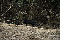 Jaguar (Panthera onca) melanistic individual, also called a black panther, walking, Yasuni National Park, Amazon, Ecuador