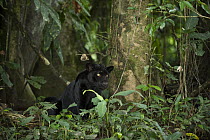 Jaguar (Panthera onca) melanistic individual, also called a black panther, Yasuni National Park, Amazon, Ecuador