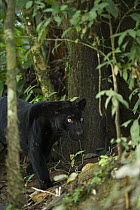 Jaguar (Panthera onca) melanistic individual, also called a black panther, Yasuni National Park, Amazon, Ecuador