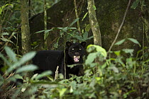 Jaguar (Panthera onca) melanistic individual, also called a black panther, snarling, Yasuni National Park, Amazon, Ecuador