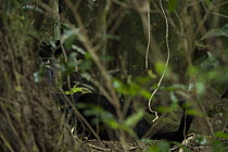 Jaguar (Panthera onca) melanistic individual, also called a black panther peeking from behind a tree, Yasuni National Park, Amazon, Ecuador