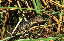 American Alligator (Alligator mississippiensis) baby resting on reeds, Florida