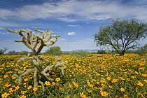 Mexican Golden Poppy (Eschscholzia glyptosperma) flowers and cactus, Arizona
