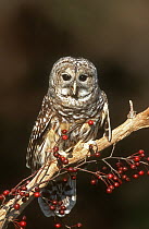Barred Owl (Strix varia), New York