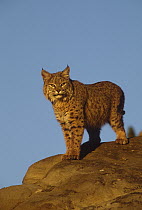 Bobcat (Lynx rufus), North America