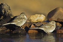Brewer's Sparrow (Spizella breweri) pair near water, Santa Rita Mountains, Arizona