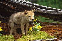 Coyote (Canis latrans) pup, Montana