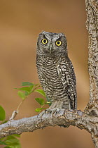 Western Screech Owl (Megascops kennicottii) juvenile, Utah