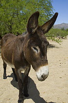 Donkey (Equus asinus), Gammons Gulch, Arizona