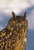 Eurasian Eagle-Owl (Bubo bubo), Vermont