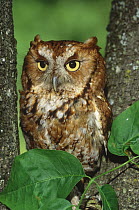 Eastern Screech Owl (Megascops asio) red morph, Long Island, New York