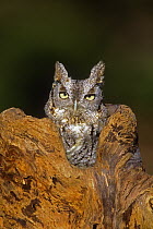 Eastern Screech Owl (Megascops asio), Long Island, New York