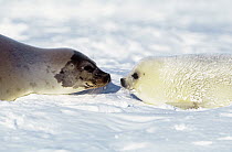 Harp Seal (Phoca groenlandicus) mother and pup on snow, Magdalen Islands, Canada