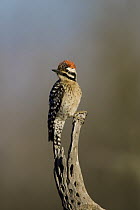 Ladder-backed Woodpecker (Picoides scalaris), southern Arizona