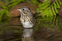 Lincoln's Sparrow (Melospiza lincolnii), Rio Grande Valley, Texas