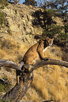 Mountain Lion (Puma concolor) in tree, Montana