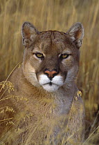 Mountain Lion (Puma concolor), Montana