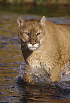 Mountain Lion (Puma concolor) crossing river, Montana