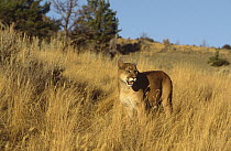 Mountain Lion (Puma concolor) in grasses, Montana