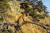 Mountain Lion (Puma concolor) in tree, Montana