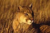 Mountain Lion (Puma concolor), Montana