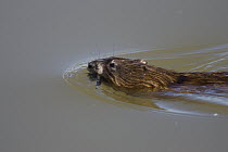 Muskrat (Ondatra zibethicus) swimming, Arizona