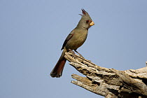 Pyrrhuloxia (Cardinalis sinuatus), Santa Rita Mountains, Arizona