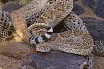 Western Diamondback Rattlesnake (Crotalus atrox), Arizona