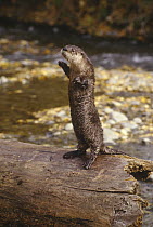 North American River Otter (Lontra canadensis) standing on log, Montana