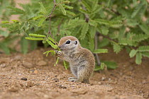 Round-tailed Ground Squirrel (Spermophilus tereticaudus) young feeding, Arizona