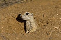 Round-tailed Ground Squirrel (Spermophilus tereticaudus) in burrow, Arizona