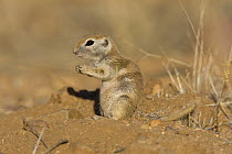 Round-tailed Ground Squirrel (Spermophilus tereticaudus), Arizona