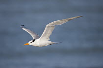 Royal Tern (Thalasseus maximus) flying, Rio Grande Valley, Texas