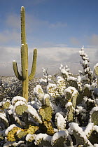 Saguaro (Carnegiea gigantea) cactus in snow, Saguaro National Park, Tucson, Arizona