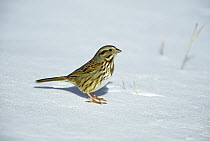 Song Sparrow (Melospiza melodia) on snow, Long Island, New York