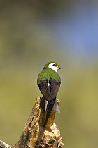 Violet-green Swallow (Tachycineta thalassina), White Mountains, Arizona