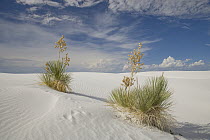 Soaptree Yucca (Yucca elata) pair, White Sands National Park, New Mexico