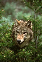 Wolf (Canis lupus), North America