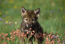 Wolf (Canis lupus) pup, Montana