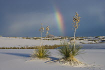 Soaptree Yucca (Yucca elata) and rainbow, White Sands National Park, New Mexico