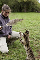 Serval (Leptailurus serval) orphan kitten playing with photographer Suzi Eszterhas waving an ostrich feather, Tanzania