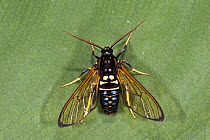 Tiger Moth (Arctiidae), Yasuni National Park, Amazon, Ecuador