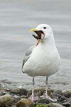 Glaucous-winged Gull (Larus glaucescens) eating a sea star, Puget Sound, Washington