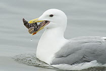 Glaucous-winged Gull (Larus glaucescens) eating a seastar, Puget Sound, Washington
