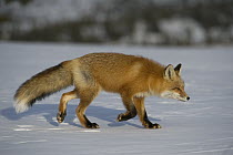 Red Fox (Vulpes vulpes) walking in snow, Alaska