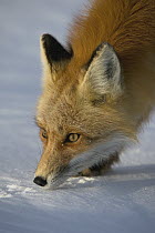 Red Fox (Vulpes vulpes) smelling tracks in snow, Alaska