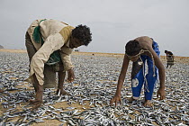 Indian Oil Sardine (Sardinella longiceps) harvest spread out by fisherman to be dried for three days and subsequently fed to Dromedaries (Camelus dromedarius), Hawf Protected Area, Yemen
